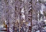 Октябрь, первый на деревьях снег в Нижнем Новгороде