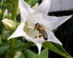 Пчела в белом колокольчике