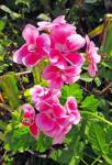 Фото цветущей пеларгонии (герани)
