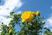 Куст цветущей желтой розы