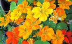 Желто-оранжевые цветы петуньи