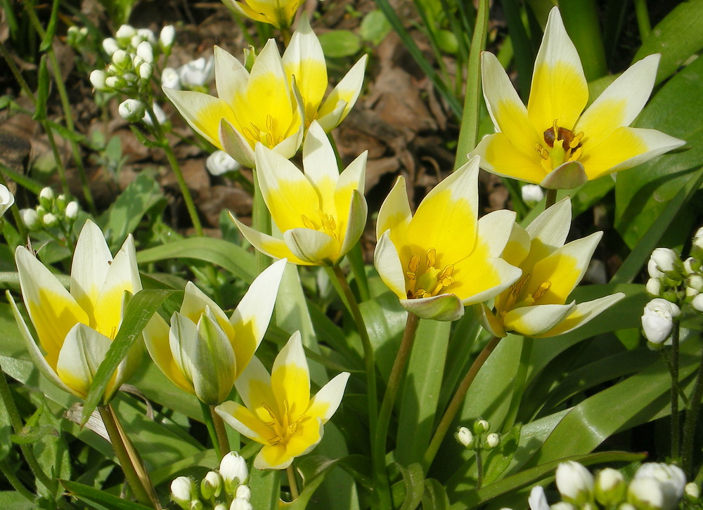 Желтые ранние цветы фото. Тюльпан Ботанический полихрома. Первоцветы тюльпаны. Желтые первоцветы мелколуковичные. Ботанический жёлтый тюльпан первоцвет.