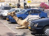 Парковка верблюда